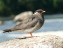 Rock Pratincole